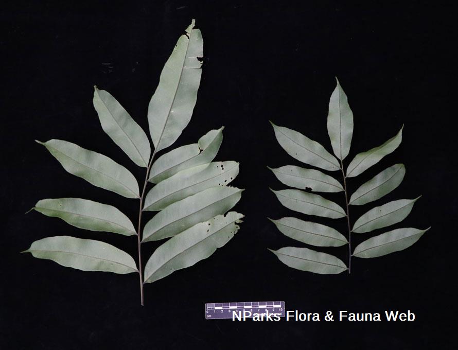 Teratophyllum ludens_Cerlin Ng