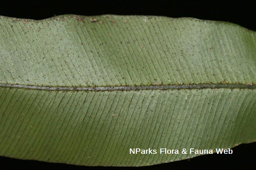 Teratophyllum ludens_Cerlin Ng