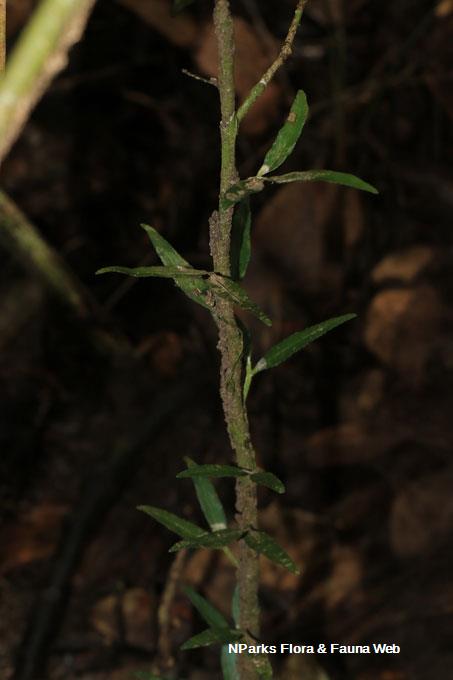 Teratophyllum ludens_Low Wei Teng