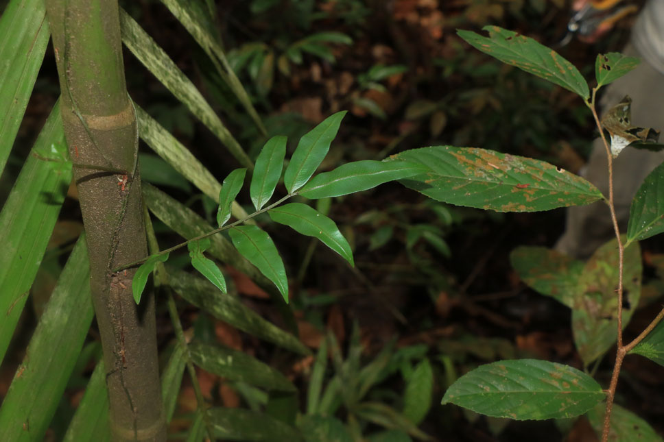 Teratophyllum ludens_Low Wei Teng