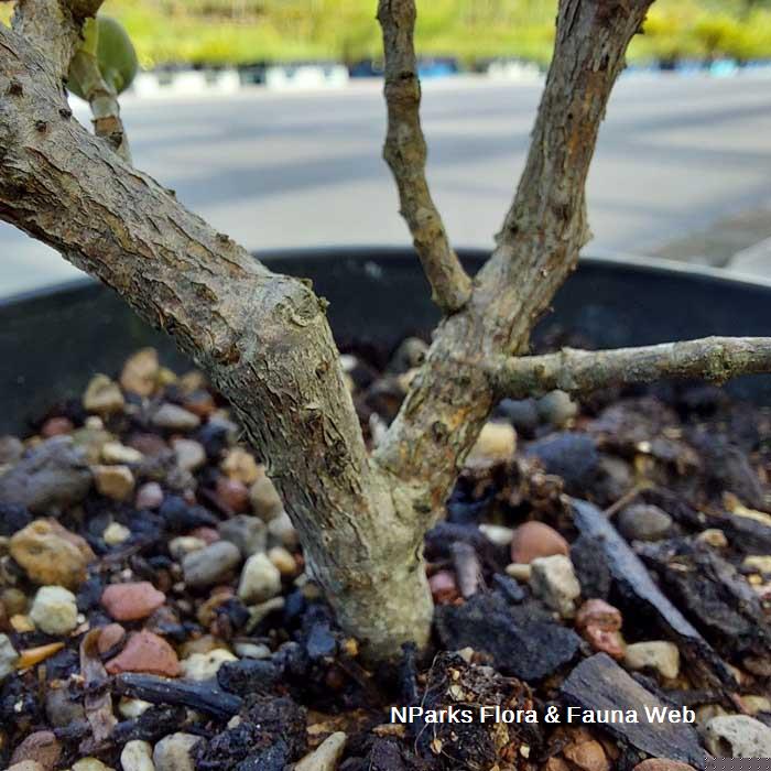 Ficus deltoidea Variegated