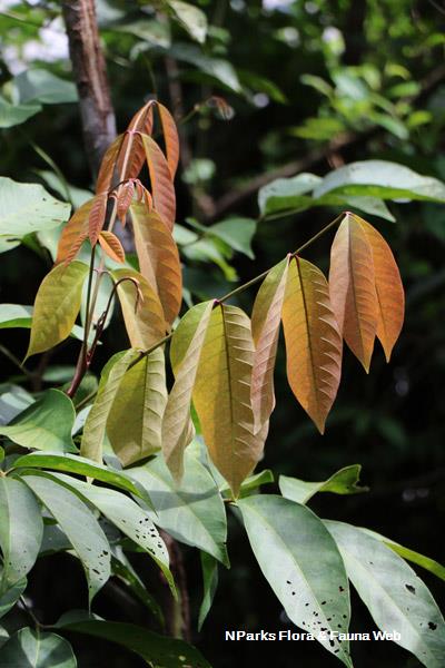 Prasoxylon excelsum