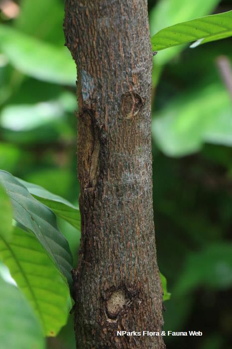 Prasoxylon excelsum
