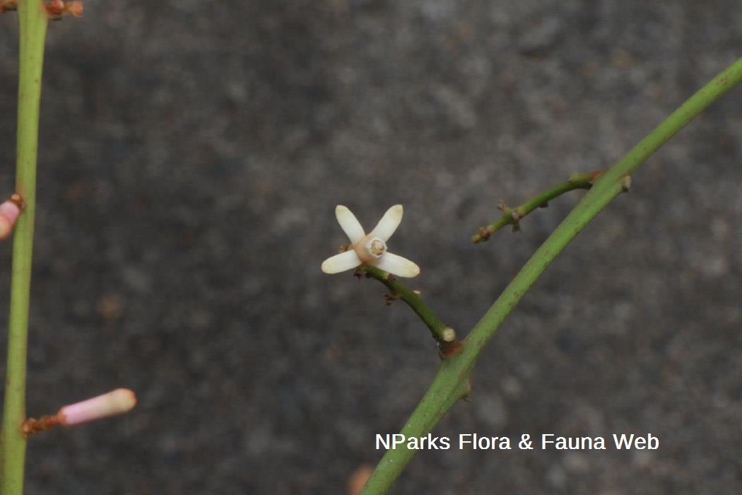 Prasoxylon excelsum