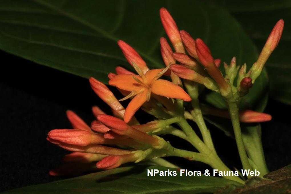 Ixora concinna_Jessica Teo