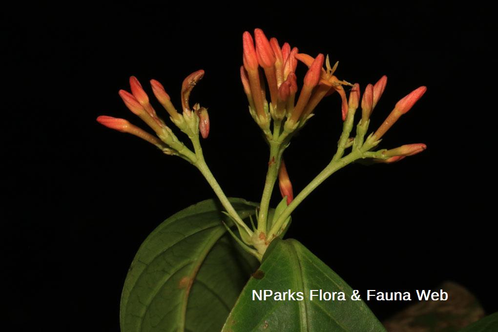 Ixora concinna_Jessica Teo