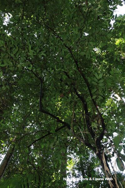 Ixora concinna_Low Wei Teng