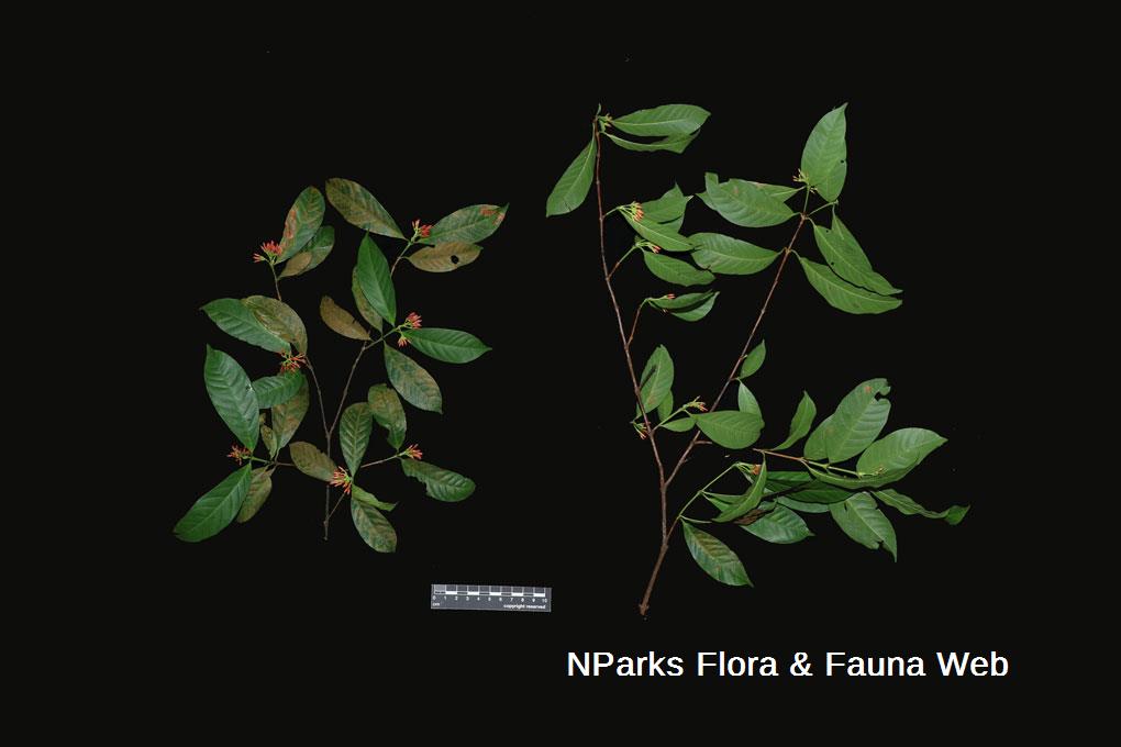 Ixora concinna_Low Wei Teng