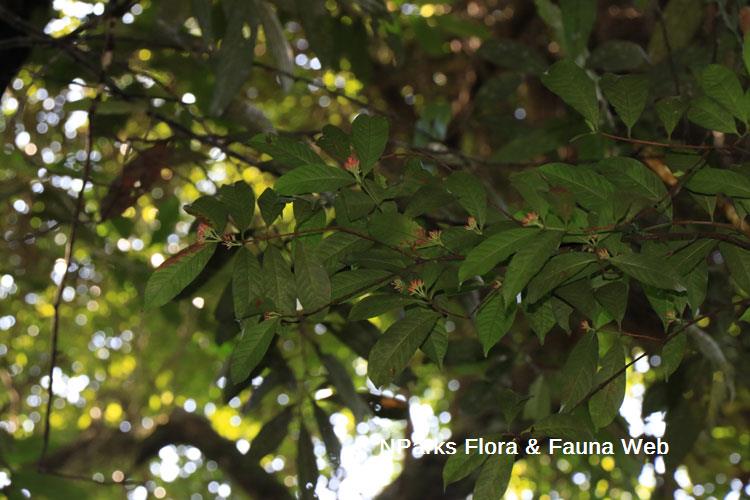 Ixora concinna_Low Wei Teng