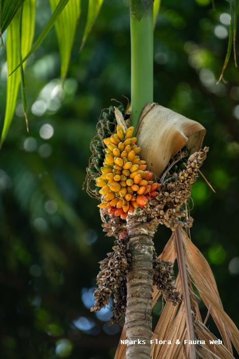 Areca camarinensis