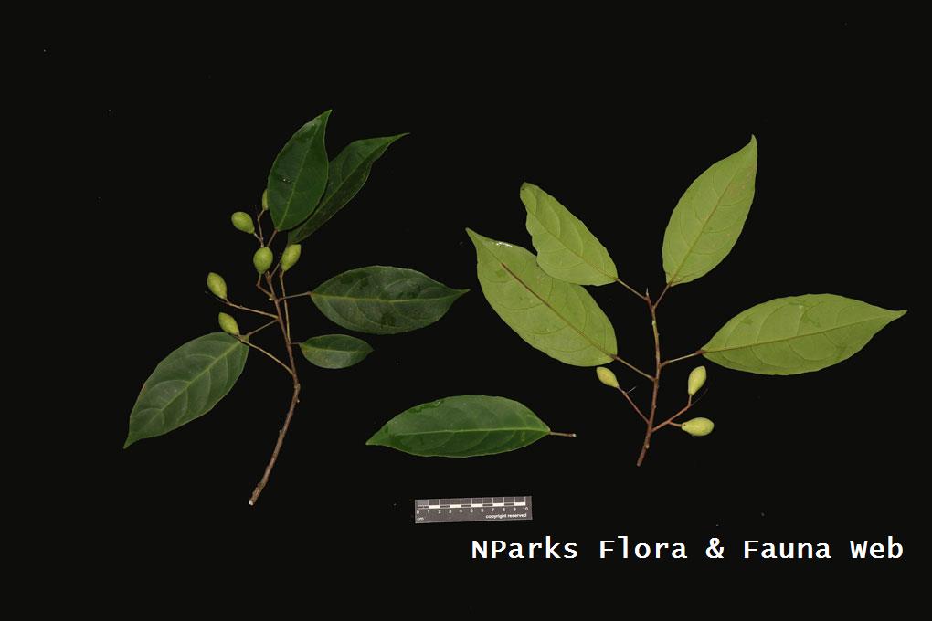 Elaeocarpus acmosepalus_Low Wei Teng