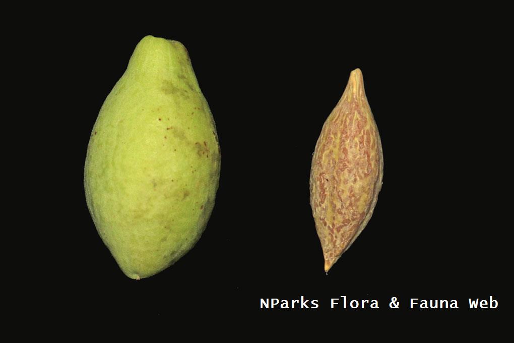 Elaeocarpus acmosepalus_Low Wei Teng