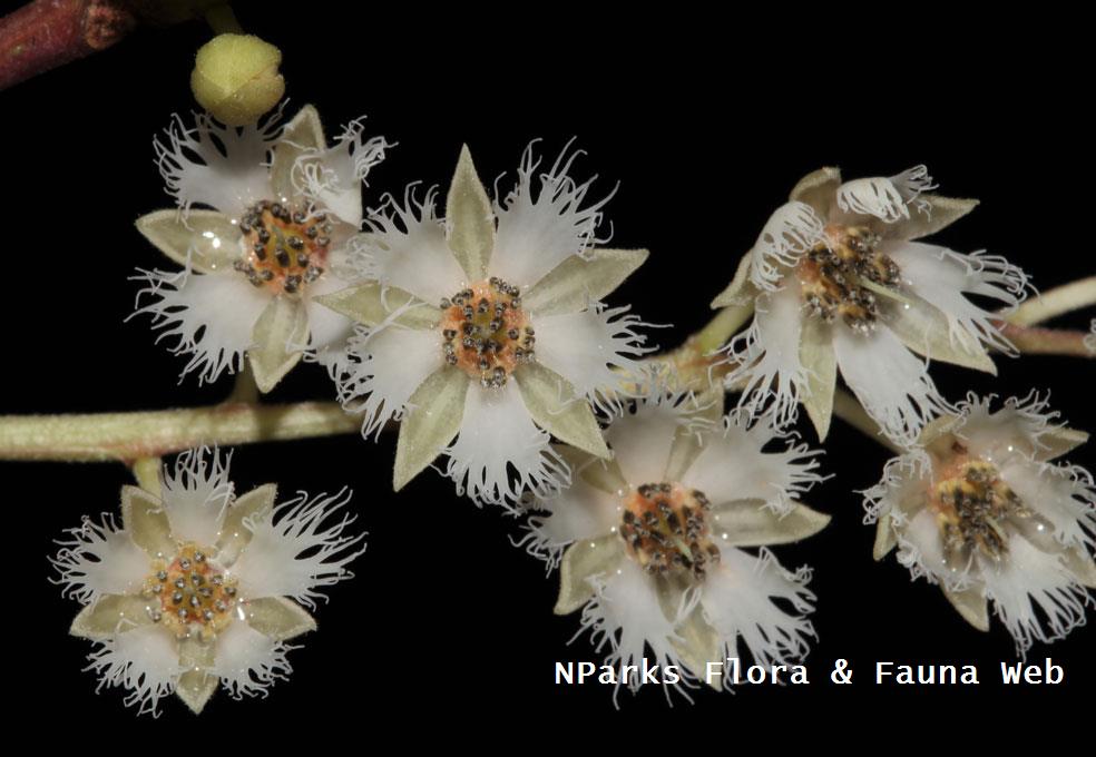 Elaeocarpus acmosepalus_Cerlin Ng