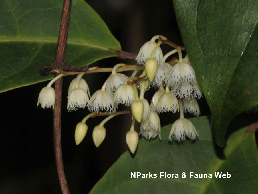 Elaeocarpus acmosepalus_Cerlin Ng
