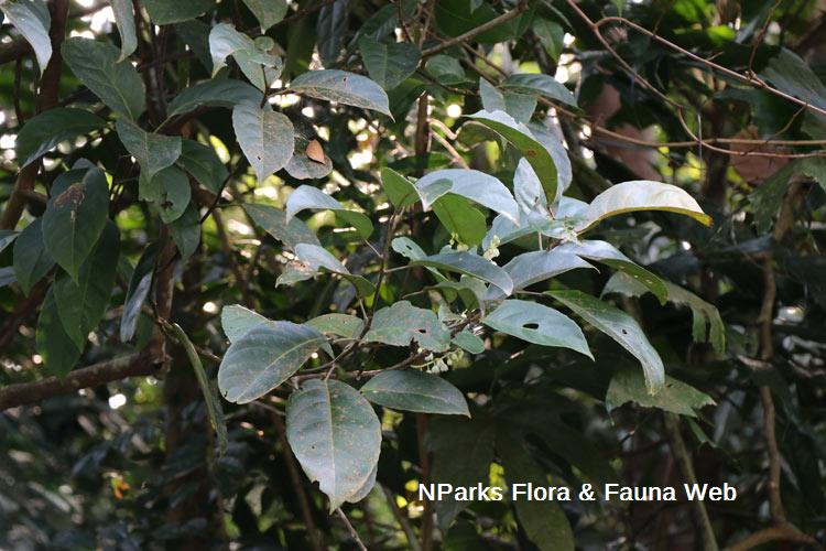 Elaeocarpus acmosepalus