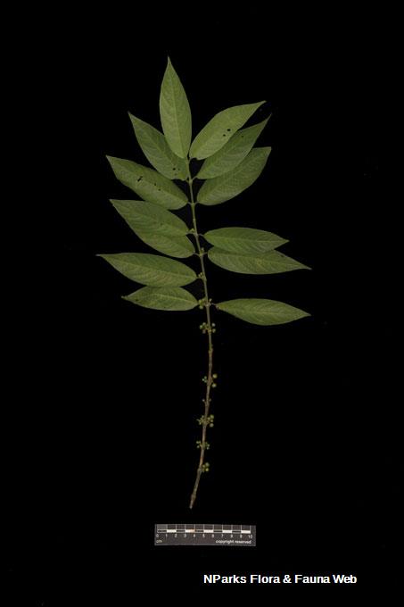 Urophyllum hirsutum_Low Wei Teng