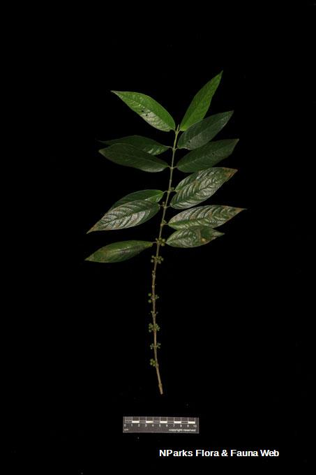 Urophyllum hirsutum_Low Wei Teng