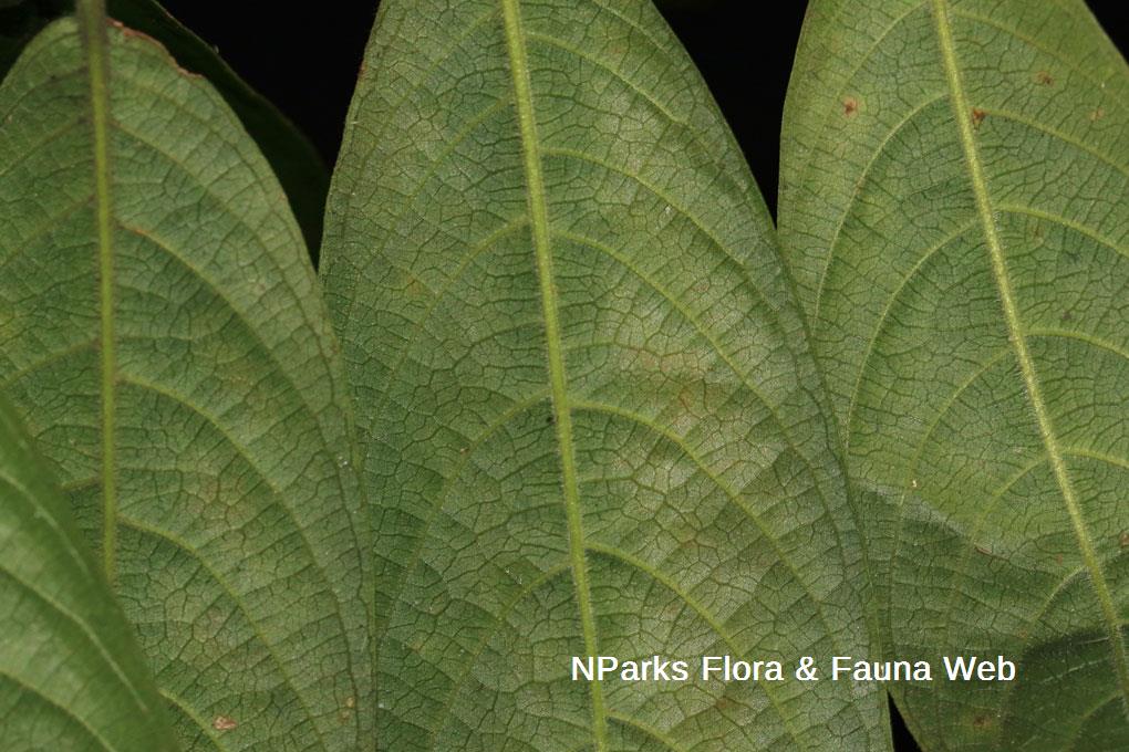 Urophyllum hirsutum_Low Wei Teng