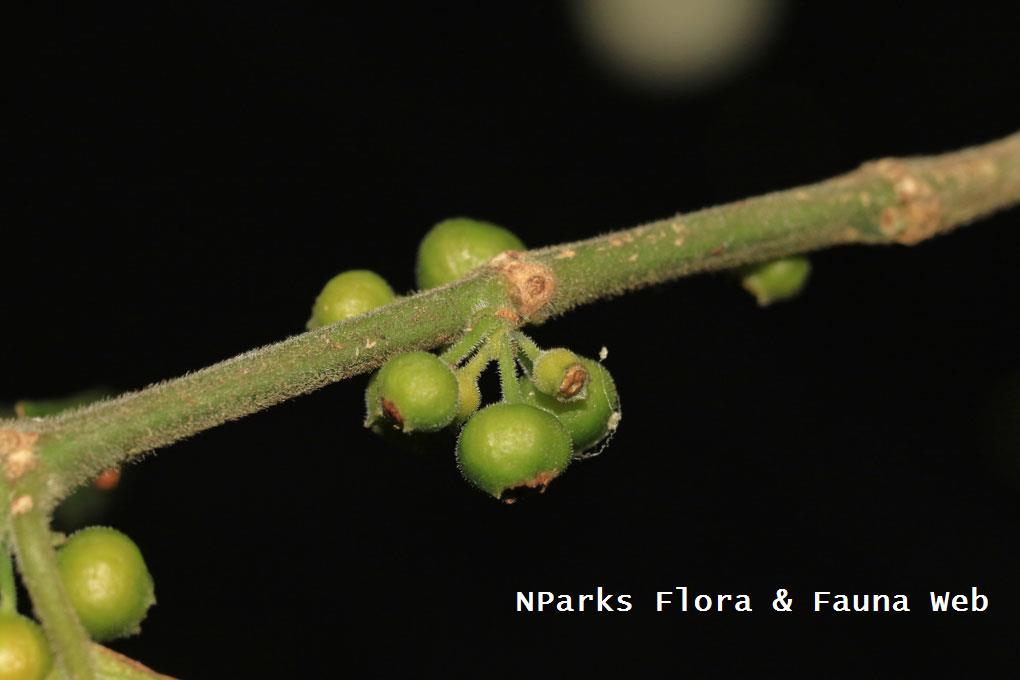 Urophyllum hirsutum_Low Wei Teng