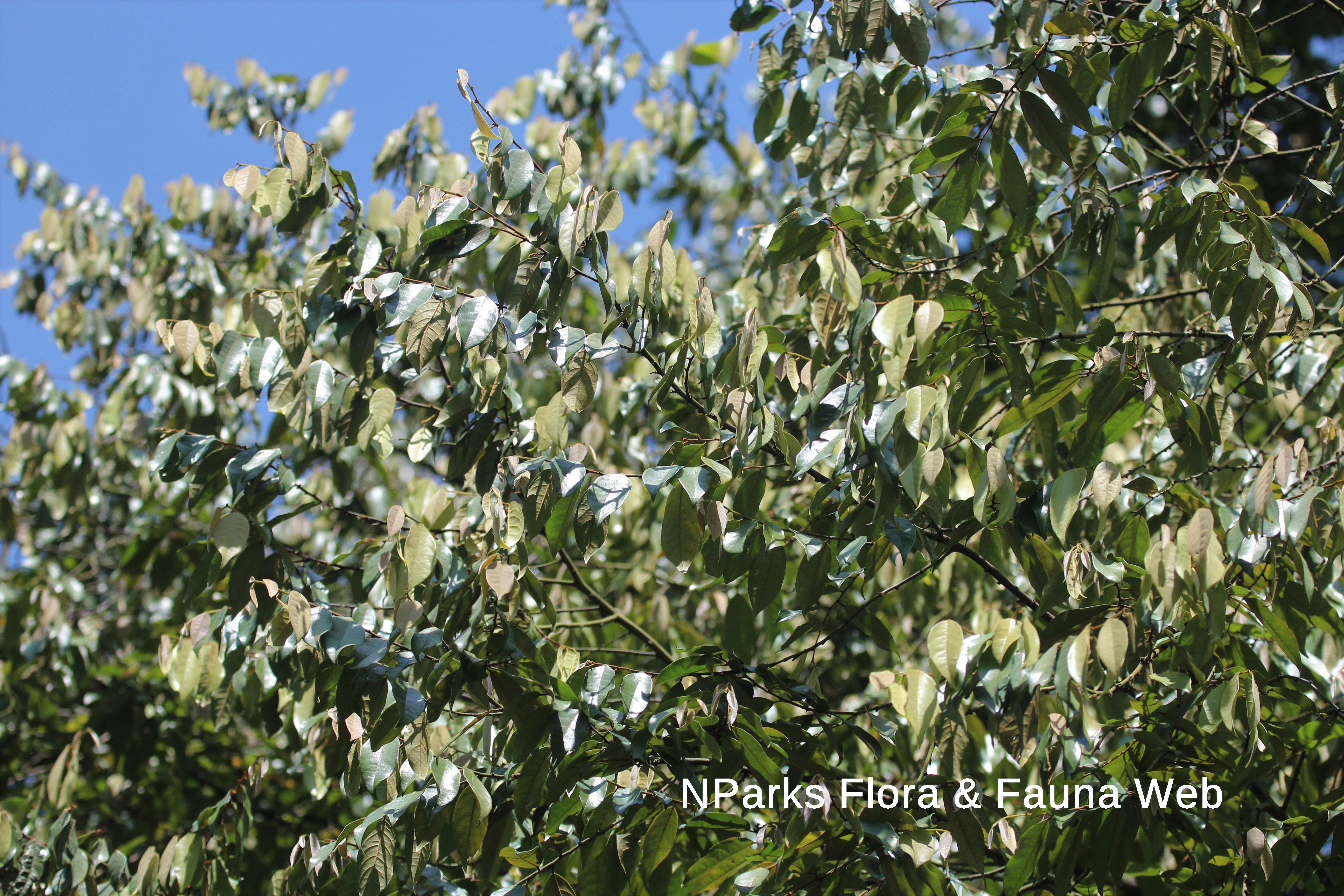 Ellipanthus tomentosus var. tomentosus_Cerlin Ng