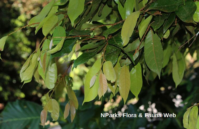 Ellipanthus tomentosus var. tomentosus_Cerlin Ng