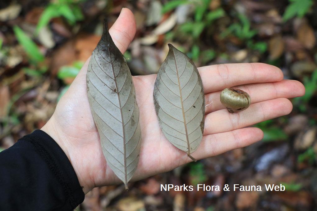 Lithocarpus encleisacarpus_Low Wei Teng