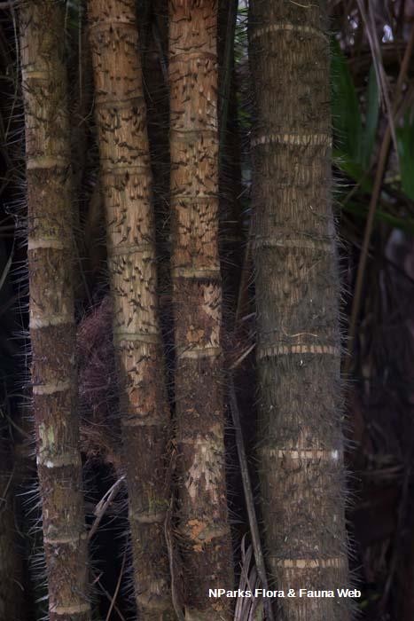 Oncosperma fasciculatum