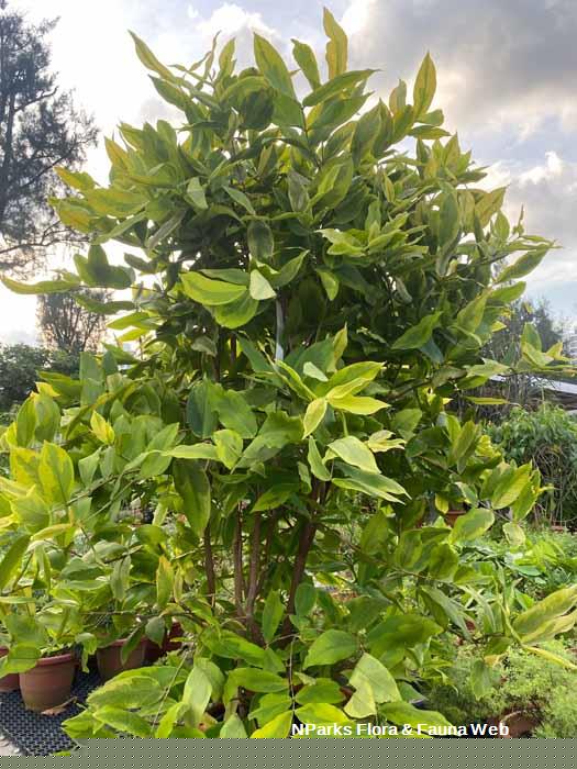 Syzygium aqueum variegated