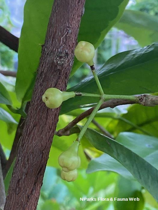 Syzygium aqueum variegated