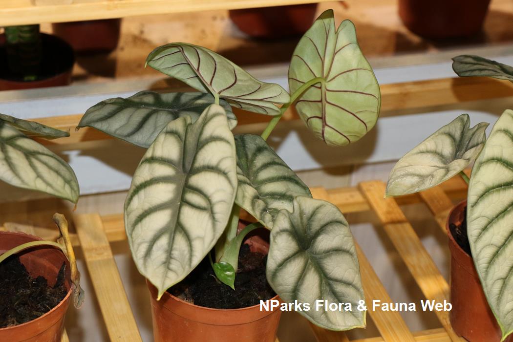 Alocasia Silver Dragon