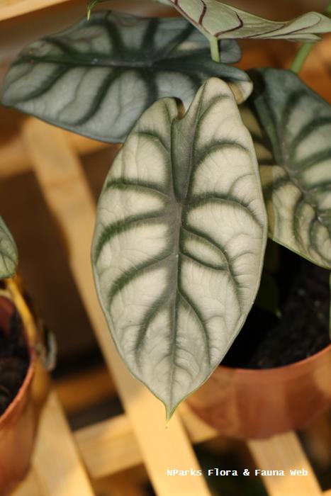 Alocasia Silver Dragon