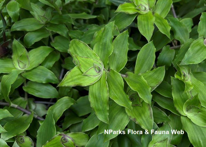 Callisia soconuscensis Hazri Boey