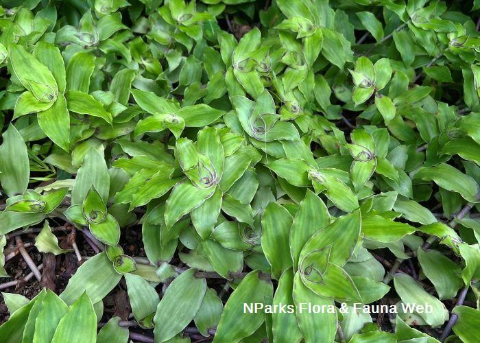 Callisia soconuscensis Hazri Boey