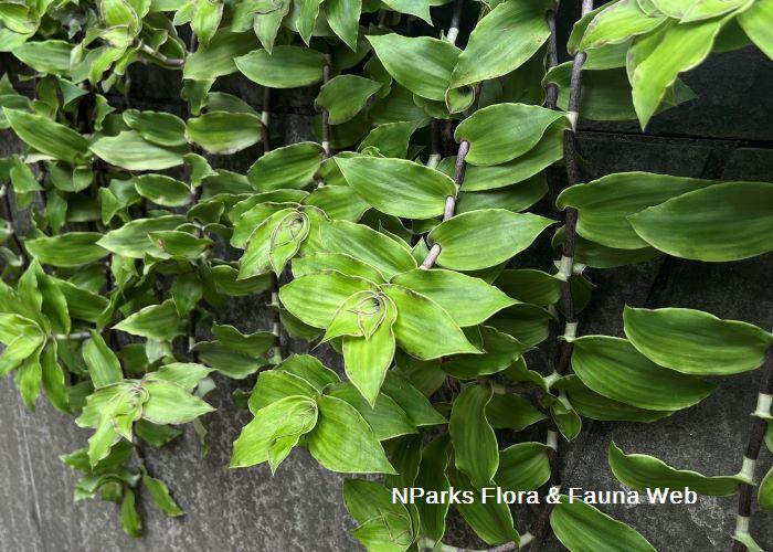 Callisia soconuscensis Hazri Boey