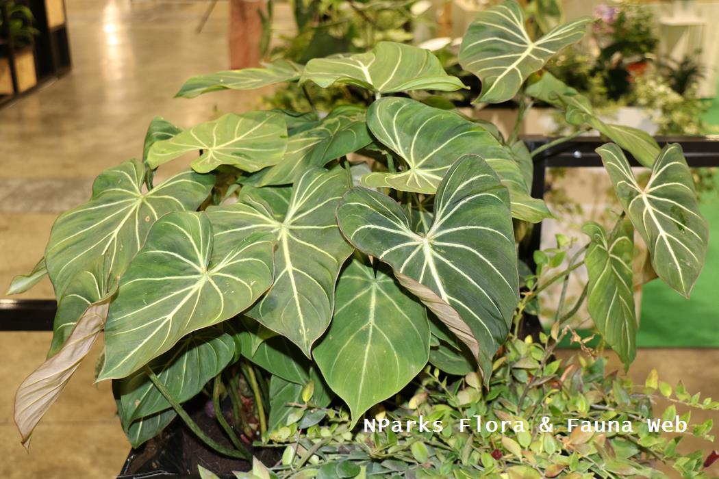 Philodendron gloriosum