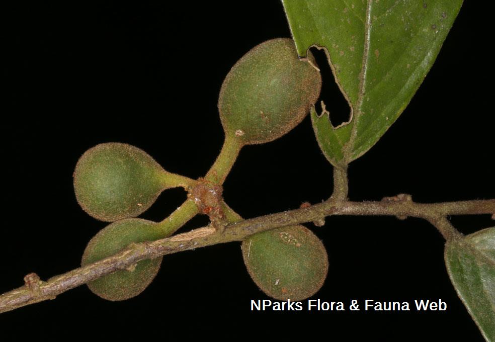 Popowia fusca Cerlin Ng