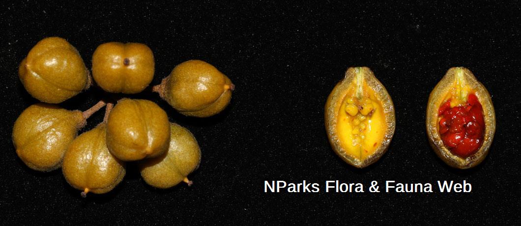 Pittosporum ridleyi Cerlin Ng