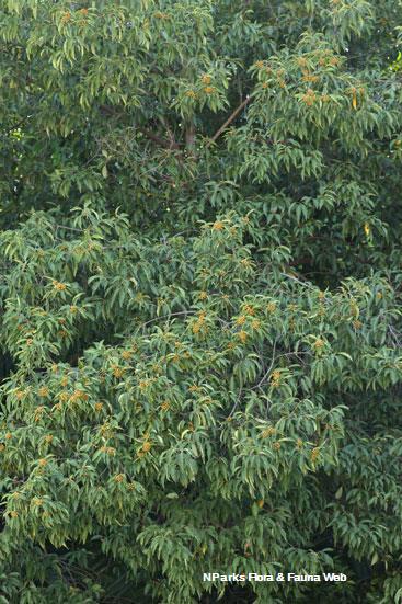 Pittosporum ridleyi Cerlin Ng