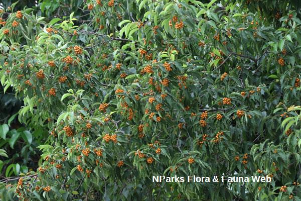 Pittosporum ridleyi Cerlin Ng