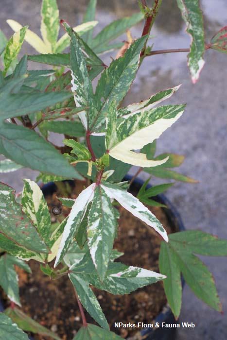 Hibiscus sabdariffa variegated