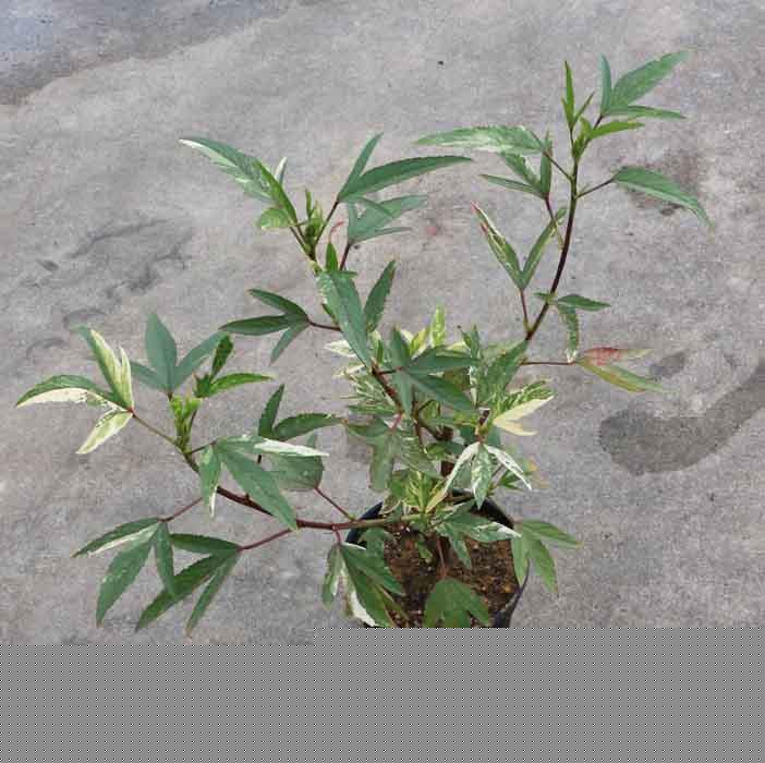 Hibiscus sabdariffa variegated