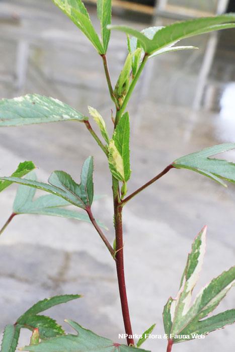 Hibiscus sabdariffa variegated