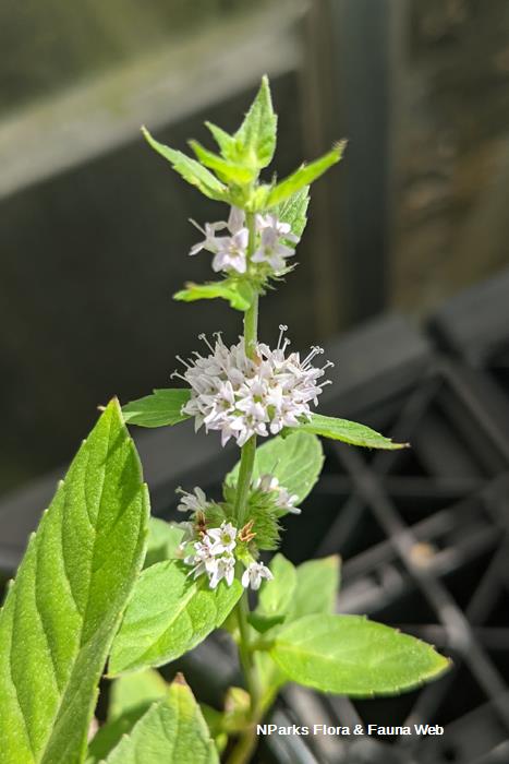 Mentha Ryokubi