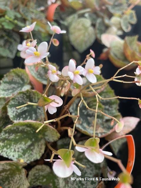 Begonia Why So Sparkly