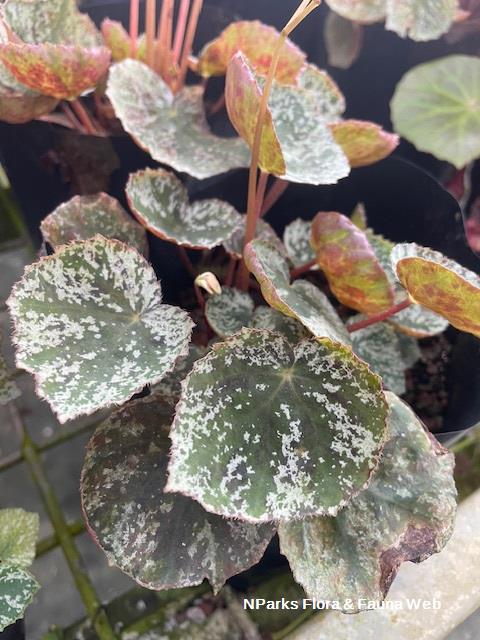 Begonia Why So Sparkly