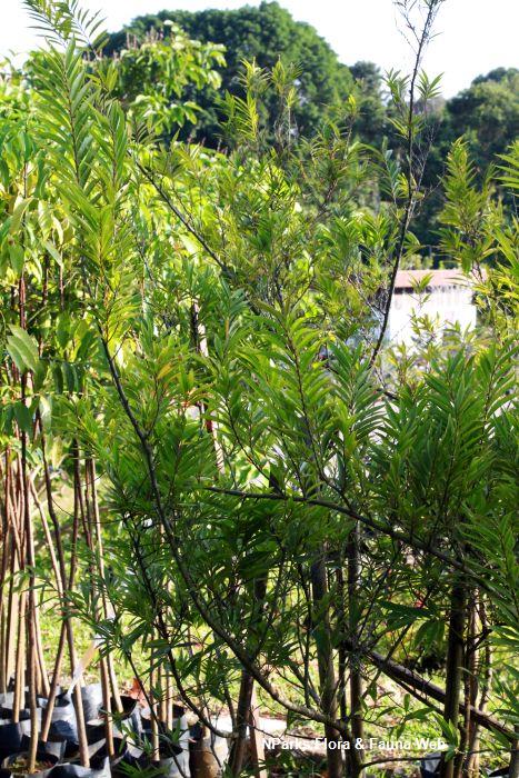 Antidesma montanum var salicinum