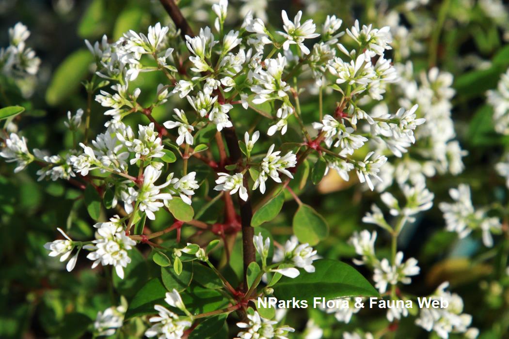 Euphorbia_hypericifolia_Inneuphe_Vicky_Lim_Yen_Ngoh_1rs