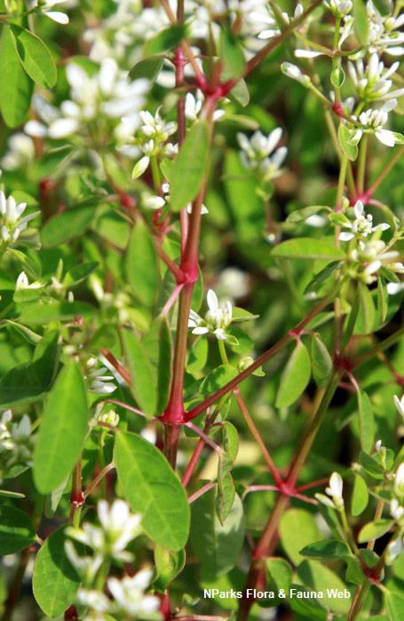 Euphorbia_hypericifolia_Inneuphe_Vicky_Lim_Yen_Ngoh_2r
