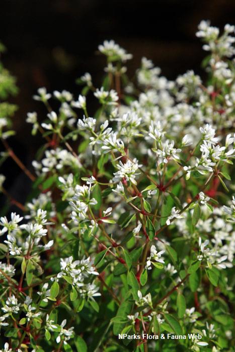 Euphorbia_hypericifolia_Inneuphe_Vicky_Lim_Yen_Ngoh_3r