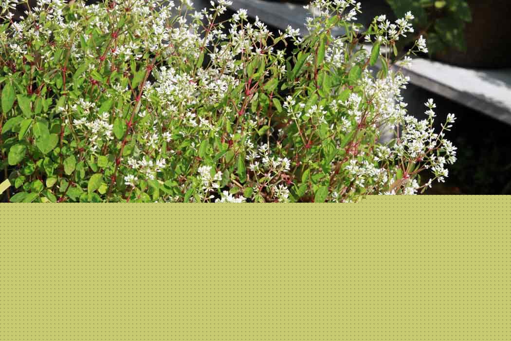 Euphorbia_hypericifolia_Inneuphe_Vicky_Lim_Yen_Ngoh_4r